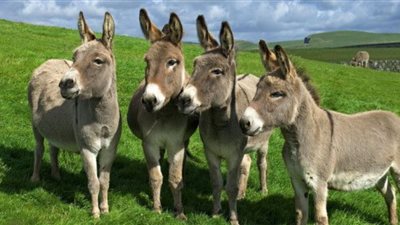  استيراد الصين لـ