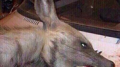 تعرف على حقيقة اعتداء 