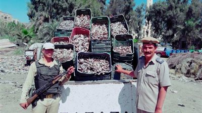  ضبط أسلحة ومخدرات وصيد جائر و40 مزرعة بدون ترخيص فى حملة أمنية بكفر الشيخ