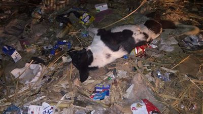 إعدام أكثر من 700 كلب ضال فى مراكز كفر الشيخ