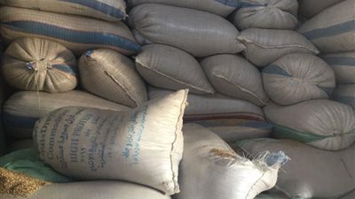 تموين كفرالشيخ يواجه محتكري الأرز وتضبط 580طن 