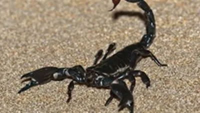 عقرب سام يقتل طفلا بالوادي الجديد