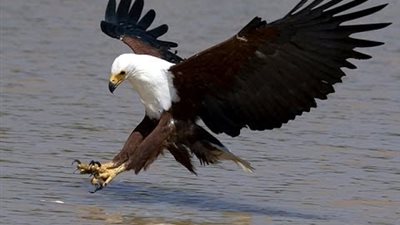 مسئول كيني يحذر من انقراض النسر الأفريقي