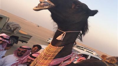 سعودي يتزوج ناقته ويكسوها بالذهب