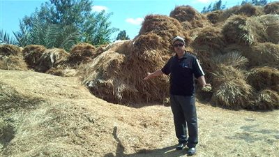 زراعة الدقهلية.. حصاد 74 % من الأرز وتجميع 62 ألف طن مخلفات 