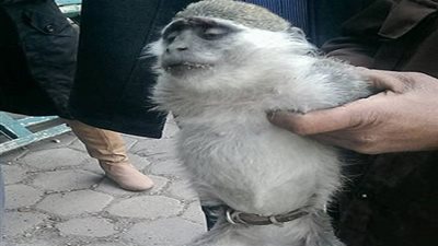 أهالي المقطم يمسكون بـ 