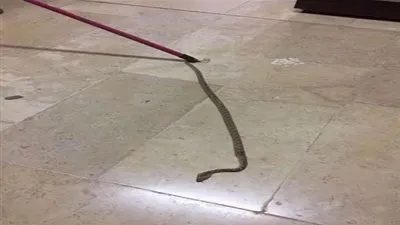 فنيو صيانة ينقذون طالبات ابتدائية من ثعبان ضخم تسلل لمدرستهن بعفيف