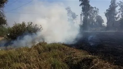 البيئة: جمع 67 ألف طن قش أرز بالدقهلية