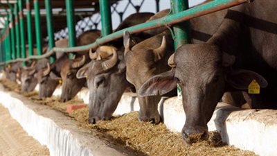  البرقاوي: يفتتح المحور الرابع من مؤتمر التنمية الزراعية الشاملة 