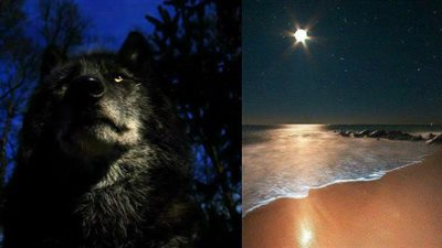 الطالع الفلكى السّبت 15/10/2016 .. أطْيَاف شَانْدْرَا !