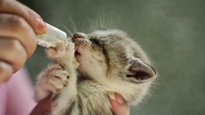 الرفق بالحيوان في الإسلام