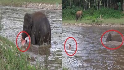 فيل يهرع لإنقاذ مدربه من الغرق (فيديو)