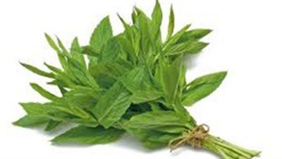 دراسة حديثة تؤكد: النعناع يخلصك من القولون العصبى