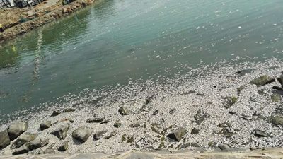 أمانة جدة تكشف ملابسات نفوق أسماك السردين ببحيرة النورس