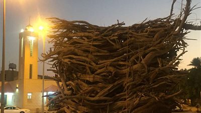 دخول موسم الأمطار والبرد يزيد الطلب على حطب الغضا