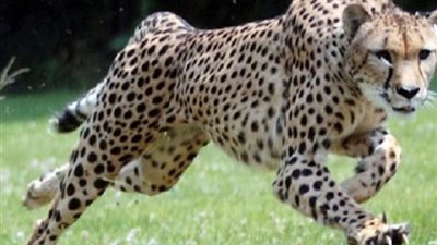 قتل أنثى نمر في الهند بعد البحث عنها لمدة 45 يوما