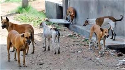 حملة بيطرية تعدم 50 كلب ضال بعد إصابة 3 أطفال فى قريه العصافرة بالدقهلية
