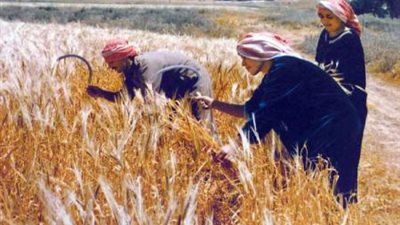 اليوم.. اجتماع الزراعة والتموين لبحث استلام القمح من الفلاحين وآليات توريده