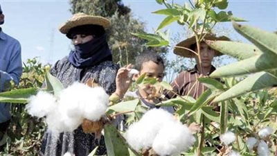 جني 658 فدان قطن في المنوفية