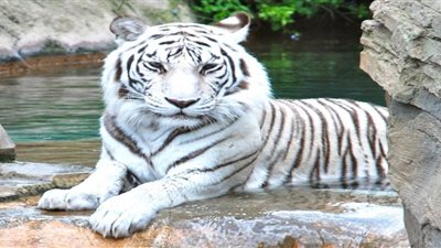 النمور الجليدية مهددة بالانقراض في آسيا الوسطى