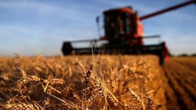 هيئة السلع التموينية تطرح مناقصة لشراء شحنة قمح فى ديسمبر المقبل