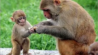 هل تعلم أن عمر القرد لا يتجاوز في المتوسط ثلاثين سنة؟