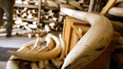 دينا ذو الفقار: بيع مصر لـ