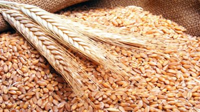 تراجع الالسعار العالمية للقمح بنسبة 17.9% خلال العام الجاري