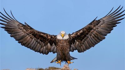 هل تعلم أن النسور لا تموت و لكنها تنتحر بسبب المرض؟