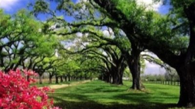 النباتات الاستوائية أكثر فاعلية بالنسبة للتمثيل الضوئي