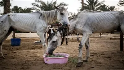 نيويورك تايمز: علاج الخيول الجريحة بجوار الأهرامات 