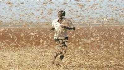السودان على وشك التعرض لغزو جرادى كبير 