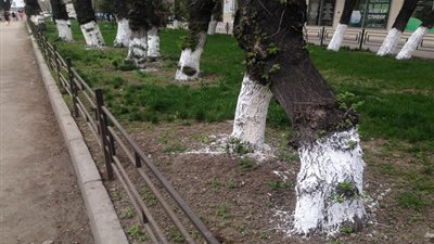 ما السبب وراء طلاء الجزء السفلي من الأشجار باللون الأبيض! 