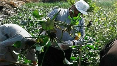 قواقع «البلهارسيا» تهدد 6500 مزارع على مصرف «صفط راشين» ببني سويف 