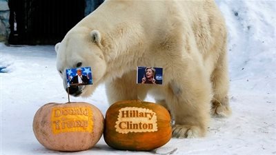 دب ونمر يتنبآن بنتائج الانتخابات الأمريكية! (فيديو)