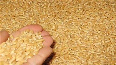 مصر تشتري 60 ألف طن قمح  روسي