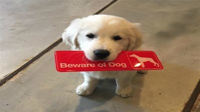 موضة الكلاب في البيت احترس (صور)