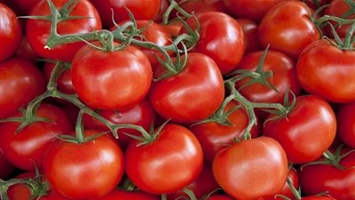 فيروس قاتل يقضى على محصول  الطماطم فى إسرائيل  