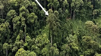 باحثون يكتشفون أطول شجرة استوائية في العالم