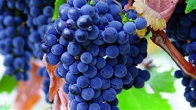 للمدخنين.. العنب الأحمر يقى من تلف الشرايين الناتج عن السجائر