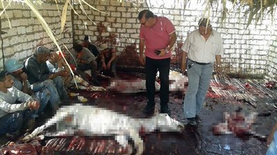 مباحث التموين: انتشار لحوم الحمير حالات فردية ولست ظاهرة 