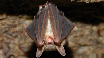 تفاوت فترات النوم عند الحيوانات