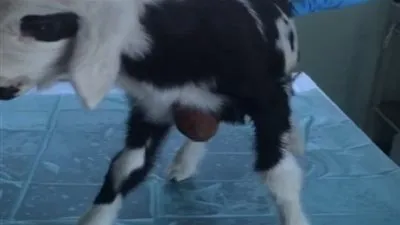 حالة نادرة.. إجراء عملية إرجاع قلب حمل إلى صدره في أبوظبي (فيديو)