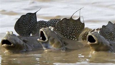 معلومات شيقة عن 