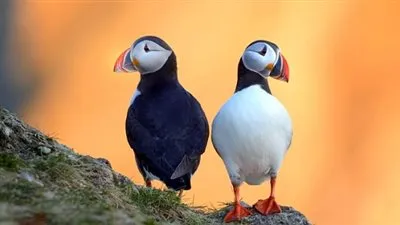 هل تعلم كيف تكافح 