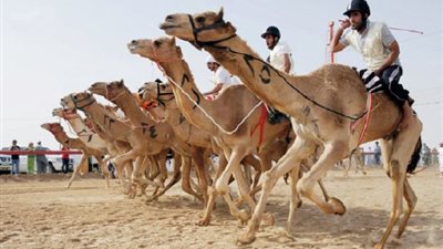 سفن تدر ملايين الريالات وتقلقها أمواج كورونا