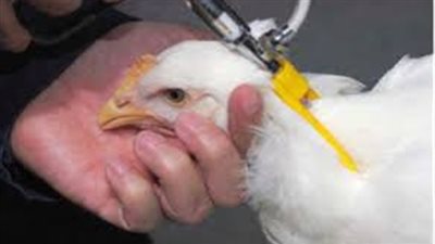 علامات توضح الدجاج المحقون بالهرمونات المسرطنة