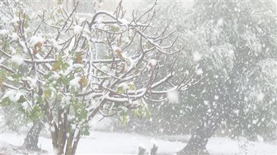 طوكيو ترى الجليد لأول مرة منذ 54 عاما