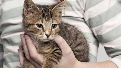  عالم تربية الحيوانات الأليفة.. ضحايا من نوع آخر لـ