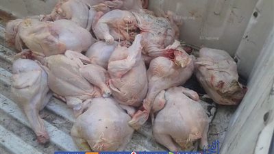 ضبط ٢٠٠ كجم من الدواجن المحقونة بالمياه ببورسعيد (صور)